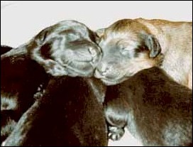 Briard puppies