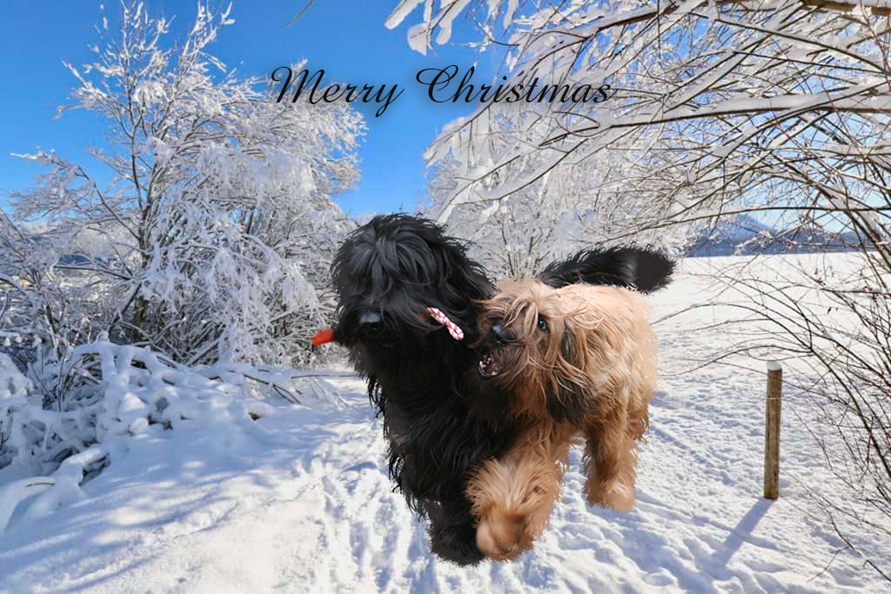 Christmas greetings Briard Christmas greetings Briard