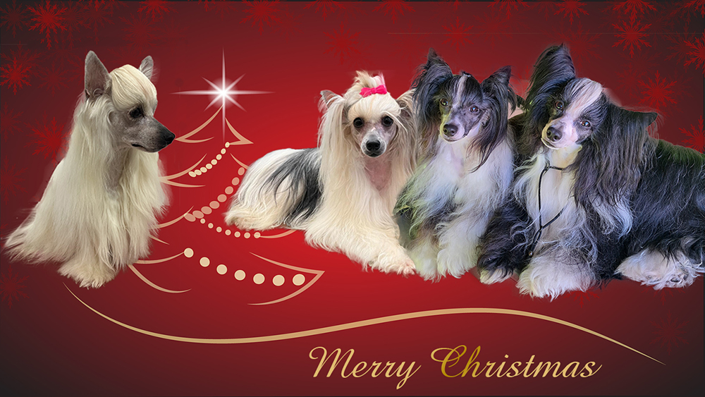Christmas greetings Chinese Crested Christmas greetings Chinese Crested