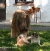 gizmo-didi-zabou04