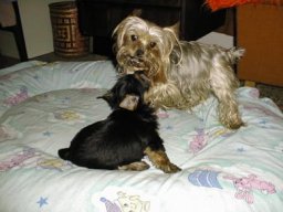 Gizmo-Mom01