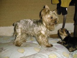 Gizmo-Mom02