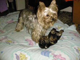 Gizmo-Mom08