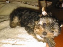 Gizmo027