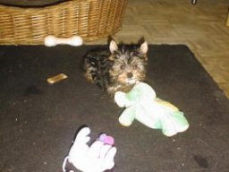 Gizmo030
