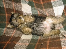 Gizmo039