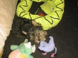Gizmo046