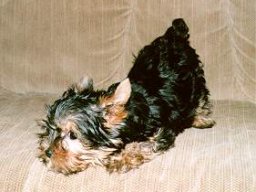 Gizmo053
