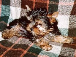 Gizmo055
