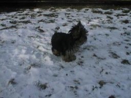 Gizmo060