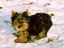 Gizmo062