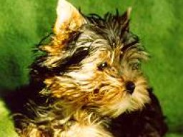 Gizmo066