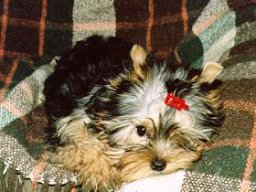 Gizmo068
