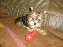 Gizmo072