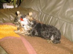 Gizmo074