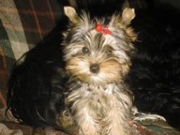 Gizmo075