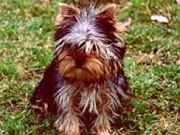 Gizmo096