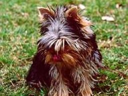 Gizmo097