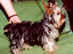 Gizmo103