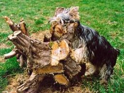 Gizmo110