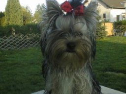 Gizmo114