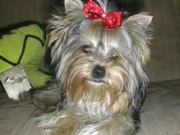 Gizmo121