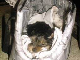 Gizmo13