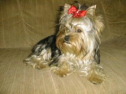 Gizmo132