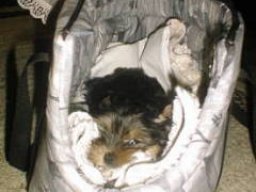 Gizmo13a