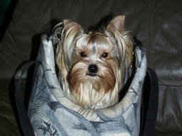 Gizmo206