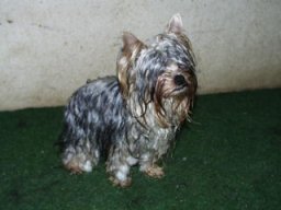 Gizmo213