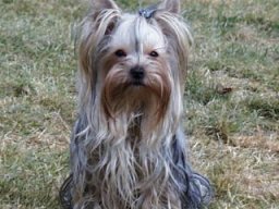 Gizmo223