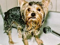 Gizmo229