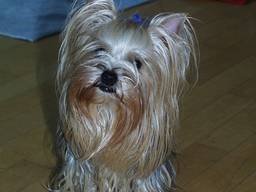 gizmo276