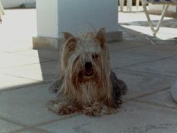gizmo286