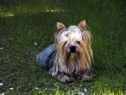 gizmo303