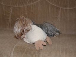 gizmo306