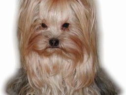 gizmo384