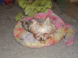 gizmo395