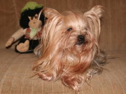 gizmo456