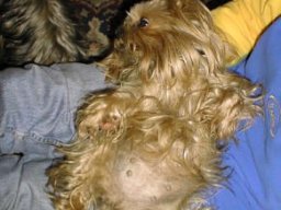 Gizmo &amp; Family