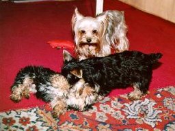 Gizmo &amp; Family