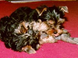Gizmo &amp; Family