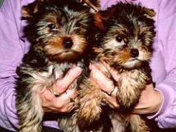 Gizmo &amp; Family