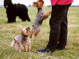 Gizmo &amp; Family
