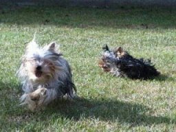 Gizmo &amp; Friends