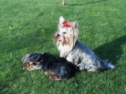 Gizmo &amp; Friends