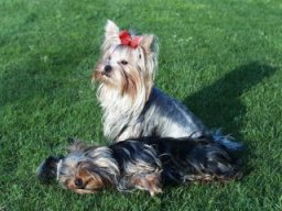 Gizmo &amp; Friends