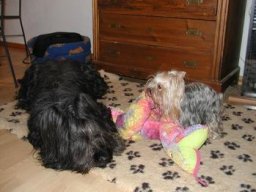 Gizmo &amp; Friends