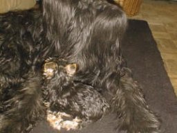 Gizmo &amp; Samson